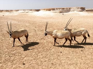 Qatar Oryx